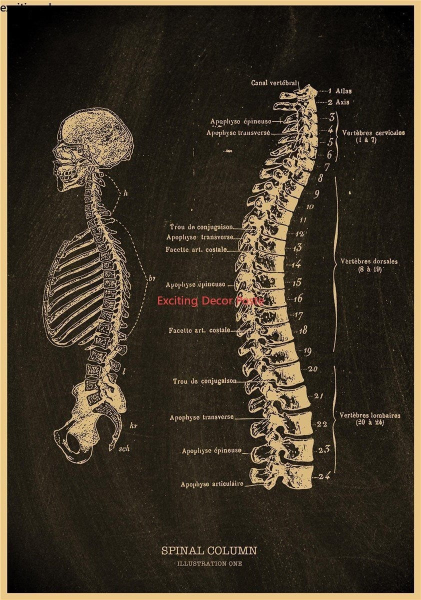 Anatomical Skeleton Chalkboard Poster Kraft Paper Posters Vintage Home  Medicine Student Decor Medical Art Wall Painting Poster