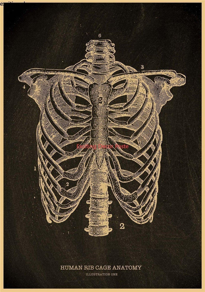 Anatomical Skeleton Chalkboard Poster Kraft Paper Posters Vintage Home  Medicine Student Decor Medical Art Wall Painting Poster